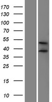 Western blot validation of overexpression lysate (Cat# LY409313) using anti-DDK antibody (Cat# TA50011-100). Left: Cell lysates from un-transfected HEK293T cells; Right: Cell lysates from HEK293T cells transfected with RC204585 using transfection reagent MegaTran 2.0 (Cat# TT210002).