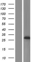 Western blot validation of overexpression lysate (Cat# LY416868) using anti-DDK antibody (Cat# TA50011-100). Left: Cell lysates from un-transfected HEK293T cells; Right: Cell lysates from HEK293T cells transfected with RC216191 using transfection reagent MegaTran 2.0 (Cat# TT210002).