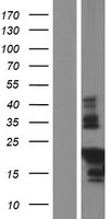 Western blot validation of overexpression lysate (Cat# LY407788) using anti-DDK antibody (Cat# TA50011-100). Left: Cell lysates from un-transfected HEK293T cells; Right: Cell lysates from HEK293T cells transfected with RC220050 using transfection reagent MegaTran 2.0 (Cat# TT210002).
