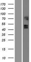 Western blot validation of overexpression lysate (Cat# LY414716) using anti-DDK antibody (Cat# TA50011-100). Left: Cell lysates from un-transfected HEK293T cells; Right: Cell lysates from HEK293T cells transfected with RC204129 using transfection reagent MegaTran 2.0 (Cat# TT210002).