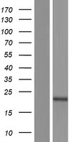 Western blot validation of overexpression lysate (Cat# LY405931) using anti-DDK antibody (Cat# TA50011-100). Left: Cell lysates from un-transfected HEK293T cells; Right: Cell lysates from HEK293T cells transfected with RC206736 using transfection reagent MegaTran 2.0 (Cat# TT210002).