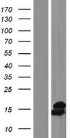 Western blot validation of overexpression lysate (Cat# LY405550) using anti-DDK antibody (Cat# TA50011-100). Left: Cell lysates from un-transfected HEK293T cells; Right: Cell lysates from HEK293T cells transfected with RC203638 using transfection reagent MegaTran 2.0 (Cat# TT210002).