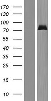 Western blot validation of overexpression lysate (Cat# LY418683) using anti-DDK antibody (Cat# TA50011-100). Left: Cell lysates from un-transfected HEK293T cells; Right: Cell lysates from HEK293T cells transfected with RC201131 using transfection reagent MegaTran 2.0 (Cat# TT210002).