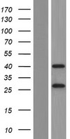 Western blot validation of overexpression lysate (Cat# LY407980) using anti-DDK antibody (Cat# TA50011-100). Left: Cell lysates from un-transfected HEK293T cells; Right: Cell lysates from HEK293T cells transfected with RC205115 using transfection reagent MegaTran 2.0 (Cat# TT210002).