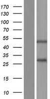 Western blot validation of overexpression lysate (Cat# LY417535) using anti-DDK antibody (Cat# TA50011-100). Left: Cell lysates from un-transfected HEK293T cells; Right: Cell lysates from HEK293T cells transfected with RC209123 using transfection reagent MegaTran 2.0 (Cat# TT210002).