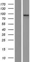 Western validation with an anti-DDK antibody; L: Control HEK293 lysate R: Over-expression lysate