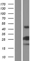 Western blot validation of overexpression lysate (Cat# LY422751) using anti-DDK antibody (Cat# TA50011-100). Left: Cell lysates from un-transfected HEK293T cells; Right: Cell lysates from HEK293T cells transfected with RC211046 using transfection reagent MegaTran 2.0 (Cat# TT210002).