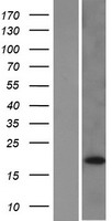Western blot validation of overexpression lysate (Cat# LY422400) using anti-DDK antibody (Cat# TA50011-100). Left: Cell lysates from un-transfected HEK293T cells; Right: Cell lysates from HEK293T cells transfected with RC206912 using transfection reagent MegaTran 2.0 (Cat# TT210002).