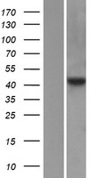 Western blot validation of overexpression lysate (Cat# LY419578) using anti-DDK antibody (Cat# TA50011-100). Left: Cell lysates from un-transfected HEK293T cells; Right: Cell lysates from HEK293T cells transfected with RC210293 using transfection reagent MegaTran 2.0 (Cat# TT210002).