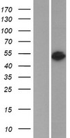 Western blot validation of overexpression lysate (Cat# LY424449) using anti-DDK antibody (Cat# TA50011-100). Left: Cell lysates from un-transfected HEK293T cells; Right: Cell lysates from HEK293T cells transfected with RC206435 using transfection reagent MegaTran 2.0 (Cat# TT210002).