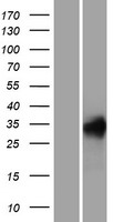 Western blot validation of overexpression lysate (Cat# LY415518) using anti-DDK antibody (Cat# TA50011-100). Left: Cell lysates from un-transfected HEK293T cells; Right: Cell lysates from HEK293T cells transfected with RC208010 using transfection reagent MegaTran 2.0 (Cat# TT210002).