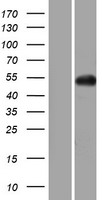 Western blot validation of overexpression lysate (Cat# LY405293) using anti-DDK antibody (Cat# TA50011-100). Left: Cell lysates from un-transfected HEK293T cells; Right: Cell lysates from HEK293T cells transfected with RC208226 using transfection reagent MegaTran 2.0 (Cat# TT210002).