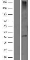 Western blot validation of overexpression lysate (Cat# LY424293) using anti-DDK antibody (Cat# TA50011-100). Left: Cell lysates from un-transfected HEK293T cells; Right: Cell lysates from HEK293T cells transfected with RC220509 using transfection reagent MegaTran 2.0 (Cat# TT210002).