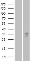 Western blot validation of overexpression lysate (Cat# LY423755) using anti-DDK antibody (Cat# TA50011-100). Left: Cell lysates from un-transfected HEK293T cells; Right: Cell lysates from HEK293T cells transfected with RC214756 using transfection reagent MegaTran 2.0 (Cat# TT210002).
