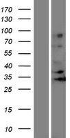 Western blot validation of overexpression lysate (Cat# LY423601) using anti-DDK antibody (Cat# TA50011-100). Left: Cell lysates from un-transfected HEK293T cells; Right: Cell lysates from HEK293T cells transfected with RC213458 using transfection reagent MegaTran 2.0 (Cat# TT210002).