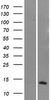 Western blot validation of overexpression lysate (Cat# LY423300) using anti-DDK antibody (Cat# TA50011-100). Left: Cell lysates from un-transfected HEK293T cells; Right: Cell lysates from HEK293T cells transfected with RC223176 using transfection reagent MegaTran 2.0 (Cat# TT210002).