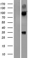 Western blot validation of overexpression lysate (Cat# LY422644) using anti-DDK antibody (Cat# TA50011-100). Left: Cell lysates from un-transfected HEK293T cells; Right: Cell lysates from HEK293T cells transfected with RC214742 using transfection reagent MegaTran 2.0 (Cat# TT210002).