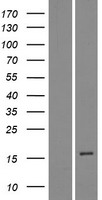 Western blot validation of overexpression lysate (Cat# LY421915) using anti-DDK antibody (Cat# TA50011-100). Left: Cell lysates from un-transfected HEK293T cells; Right: Cell lysates from HEK293T cells transfected with RC211397 using transfection reagent MegaTran 2.0 (Cat# TT210002).
