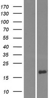 Western blot validation of overexpression lysate (Cat# LY421987) using anti-DDK antibody (Cat# TA50011-100). Left: Cell lysates from un-transfected HEK293T cells; Right: Cell lysates from HEK293T cells transfected with RC218446 using transfection reagent MegaTran 2.0 (Cat# TT210002).