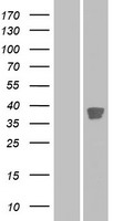 Western blot validation of overexpression lysate (Cat# LY421833) using anti-DDK antibody (Cat# TA50011-100). Left: Cell lysates from un-transfected HEK293T cells; Right: Cell lysates from HEK293T cells transfected with RC214249 using transfection reagent MegaTran 2.0 (Cat# TT210002).
