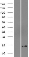 Western blot validation of overexpression lysate (Cat# LY421765) using anti-DDK antibody (Cat# TA50011-100). Left: Cell lysates from un-transfected HEK293T cells; Right: Cell lysates from HEK293T cells transfected with RC218014 using transfection reagent MegaTran 2.0 (Cat# TT210002).