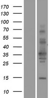 Western blot validation of overexpression lysate (Cat# LY421064) using anti-DDK antibody (Cat# TA50011-100). Left: Cell lysates from un-transfected HEK293T cells; Right: Cell lysates from HEK293T cells transfected with RC216497 using transfection reagent MegaTran 2.0 (Cat# TT210002).