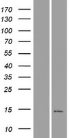 Western blot validation of overexpression lysate (Cat# LY426298) using anti-DDK antibody (Cat# TA50011-100). Left: Cell lysates from un-transfected HEK293T cells; Right: Cell lysates from HEK293T cells transfected with RC225036 using transfection reagent MegaTran 2.0 (Cat# TT210002).