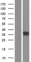 Western blot validation of overexpression lysate (Cat# LY427552) using anti-DDK antibody (Cat# TA50011-100). Left: Cell lysates from un-transfected HEK293T cells; Right: Cell lysates from HEK293T cells transfected with RC225465 using transfection reagent MegaTran 2.0 (Cat# TT210002).
