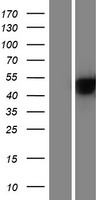 Western blot validation of overexpression lysate (Cat# LY431370) using anti-DDK antibody (Cat# TA50011-100). Left: Cell lysates from un-transfected HEK293T cells; Right: Cell lysates from HEK293T cells transfected with RC228342 using transfection reagent MegaTran 2.0 (Cat# TT210002).
