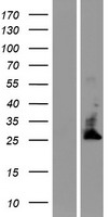 Western blot validation of overexpression lysate (Cat# LY414221) using anti-DDK antibody (Cat# TA50011-100). Left: Cell lysates from un-transfected HEK293T cells; Right: Cell lysates from HEK293T cells transfected with RC224137 using transfection reagent MegaTran 2.0 (Cat# TT210002).