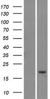 Western blot validation of overexpression lysate (Cat# LY410820) using anti-DDK antibody (Cat# TA50011-100). Left: Cell lysates from un-transfected HEK293T cells; Right: Cell lysates from HEK293T cells transfected with RC211694 using transfection reagent MegaTran 2.0 (Cat# TT210002).