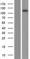 Western blot validation of overexpression lysate (Cat# LY406497) using anti-DDK antibody (Cat# TA50011-100). Left: Cell lysates from un-transfected HEK293T cells; Right: Cell lysates from HEK293T cells transfected with RC213092 using transfection reagent MegaTran 2.0 (Cat# TT210002).