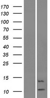 Western blot validation of overexpression lysate (Cat# LY405722) using anti-DDK antibody (Cat# TA50011-100). Left: Cell lysates from un-transfected HEK293T cells; Right: Cell lysates from HEK293T cells transfected with RC222591 using transfection reagent MegaTran 2.0 (Cat# TT210002).