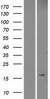 Western blot validation of overexpression lysate (Cat# LY404158) using anti-DDK antibody (Cat# TA50011-100). Left: Cell lysates from un-transfected HEK293T cells; Right: Cell lysates from HEK293T cells transfected with RC218683 using transfection reagent MegaTran 2.0 (Cat# TT210002).