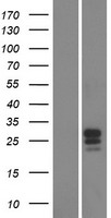 Western blot validation of overexpression lysate (Cat# LY404039) using anti-DDK antibody (Cat# TA50011-100). Left: Cell lysates from un-transfected HEK293T cells; Right: Cell lysates from HEK293T cells transfected with RC218003 using transfection reagent MegaTran 2.0 (Cat# TT210002).