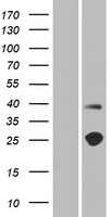 Western blot validation of overexpression lysate (Cat# LY403900) using anti-DDK antibody (Cat# TA50011-100). Left: Cell lysates from un-transfected HEK293T cells; Right: Cell lysates from HEK293T cells transfected with RC219899 using transfection reagent MegaTran 2.0 (Cat# TT210002).