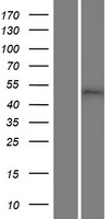 Western blot validation of overexpression lysate (Cat# LY408572) using anti-DDK antibody (Cat# TA50011-100). Left: Cell lysates from un-transfected HEK293T cells; Right: Cell lysates from HEK293T cells transfected with RC218122 using transfection reagent MegaTran 2.0 (Cat# TT210002).