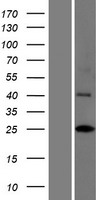 Western blot validation of overexpression lysate (Cat# LY403740) using anti-DDK antibody (Cat# TA50011-100). Left: Cell lysates from un-transfected HEK293T cells; Right: Cell lysates from HEK293T cells transfected with RC217947 using transfection reagent MegaTran 2.0 (Cat# TT210002).