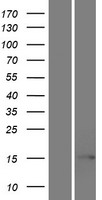 Western blot validation of overexpression lysate (Cat# LY420500) using anti-DDK antibody (Cat# TA50011-100). Left: Cell lysates from un-transfected HEK293T cells; Right: Cell lysates from HEK293T cells transfected with RC217890 using transfection reagent MegaTran 2.0 (Cat# TT210002).