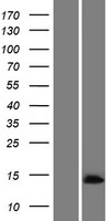 Western blot validation of overexpression lysate (Cat# LY406344) using anti-DDK antibody (Cat# TA50011-100). Left: Cell lysates from un-transfected HEK293T cells; Right: Cell lysates from HEK293T cells transfected with RC216496 using transfection reagent MegaTran 2.0 (Cat# TT210002).