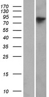 Western blot validation of overexpression lysate (Cat# LY421652) using anti-DDK antibody (Cat# TA50011-100). Left: Cell lysates from un-transfected HEK293T cells; Right: Cell lysates from HEK293T cells transfected with RC216211 using transfection reagent MegaTran 2.0 (Cat# TT210002).