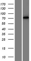 Western blot validation of overexpression lysate (Cat# LY418005) using anti-DDK antibody (Cat# TA50011-100). Left: Cell lysates from un-transfected HEK293T cells; Right: Cell lysates from HEK293T cells transfected with RC217108 using transfection reagent MegaTran 2.0 (Cat# TT210002).