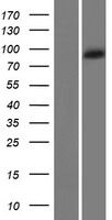 Western blot validation of overexpression lysate (Cat# LY408794) using anti-DDK antibody (Cat# TA50011-100). Left: Cell lysates from un-transfected HEK293T cells; Right: Cell lysates from HEK293T cells transfected with RC217092 using transfection reagent MegaTran 2.0 (Cat# TT210002).