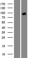 Western blot validation of overexpression lysate (Cat# LY420427) using anti-DDK antibody (Cat# TA50011-100). Left: Cell lysates from un-transfected HEK293T cells; Right: Cell lysates from HEK293T cells transfected with RC216773 using transfection reagent MegaTran 2.0 (Cat# TT210002).