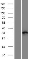 Western blot validation of overexpression lysate (Cat# LY404021) using anti-DDK antibody (Cat# TA50011-100). Left: Cell lysates from un-transfected HEK293T cells; Right: Cell lysates from HEK293T cells transfected with RC219572 using transfection reagent MegaTran 2.0 (Cat# TT210002).