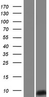 Western blot validation of overexpression lysate (Cat# LY424139) using anti-DDK antibody (Cat# TA50011-100). Left: Cell lysates from un-transfected HEK293T cells; Right: Cell lysates from HEK293T cells transfected with RC220067 using transfection reagent MegaTran 2.0 (Cat# TT210002).