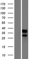 Western blot validation of overexpression lysate (Cat# LY408396) using anti-DDK antibody (Cat# TA50011-100). Left: Cell lysates from un-transfected HEK293T cells; Right: Cell lysates from HEK293T cells transfected with RC218665 using transfection reagent MegaTran 2.0 (Cat# TT210002).