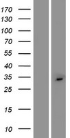 Western blot validation of overexpression lysate (Cat# LY420246) using anti-DDK antibody (Cat# TA50011-100). Left: Cell lysates from un-transfected HEK293T cells; Right: Cell lysates from HEK293T cells transfected with RC218721 using transfection reagent MegaTran 2.0 (Cat# TT210002).