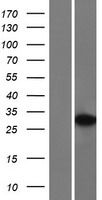 Western blot validation of overexpression lysate (Cat# LY404419) using anti-DDK antibody (Cat# TA50011-100). Left: Cell lysates from un-transfected HEK293T cells; Right: Cell lysates from HEK293T cells transfected with RC218645 using transfection reagent MegaTran 2.0 (Cat# TT210002).