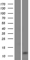 Western blot validation of overexpression lysate (Cat# LY424154) using anti-DDK antibody (Cat# TA50011-100). Left: Cell lysates from un-transfected HEK293T cells; Right: Cell lysates from HEK293T cells transfected with RC218574 using transfection reagent MegaTran 2.0 (Cat# TT210002).